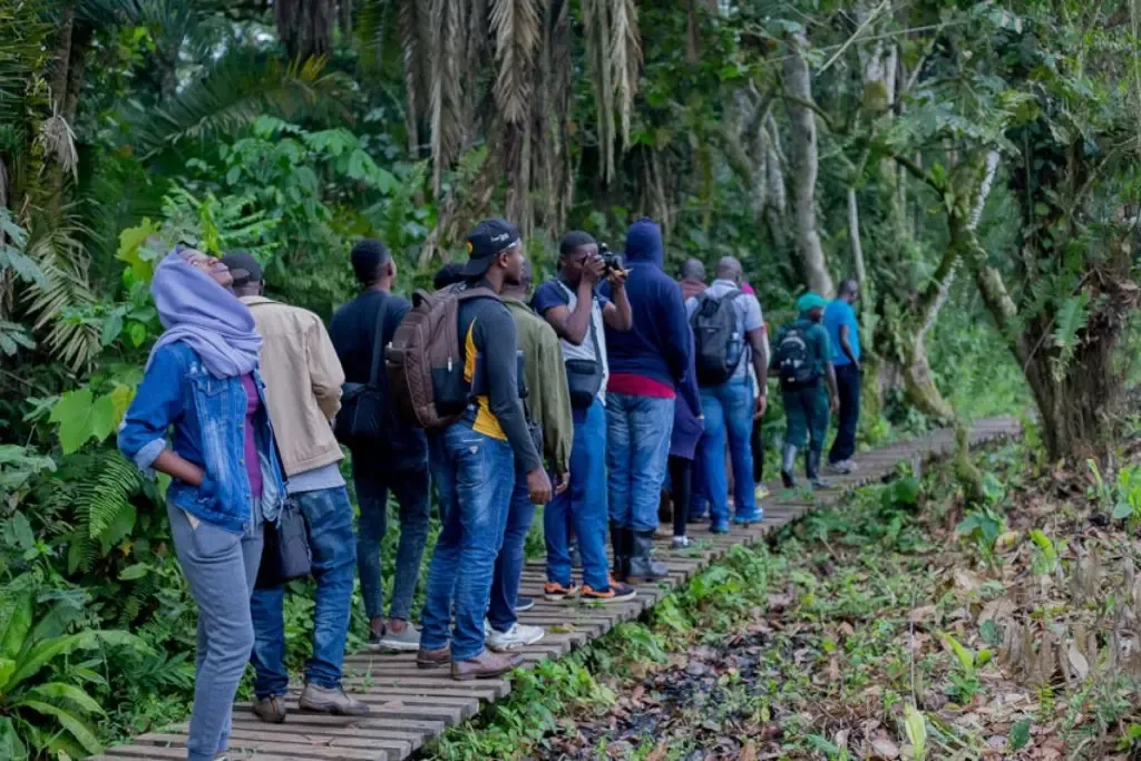Walkers on the raised boardwalk through Magombe swamp, moving away between ferns and palms.