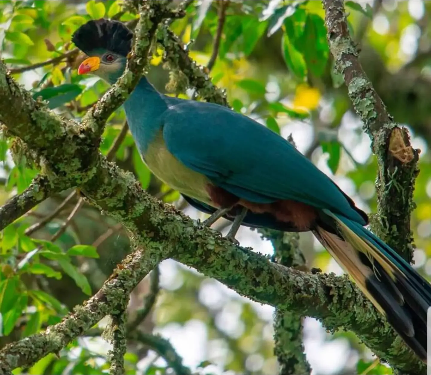 A great blue turaco perched on a lichen-covered branch, its blue body and yellow-and-red bill clear against the canopy.